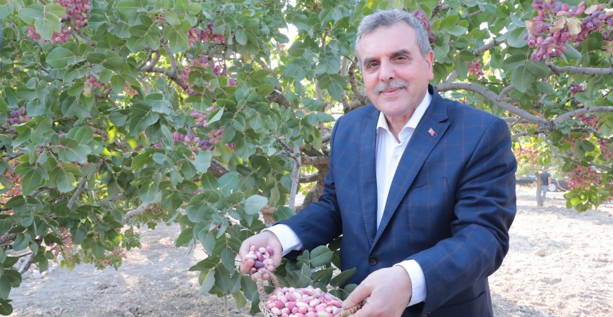 Başkan Beyazgül, Fıstık Hasadında 