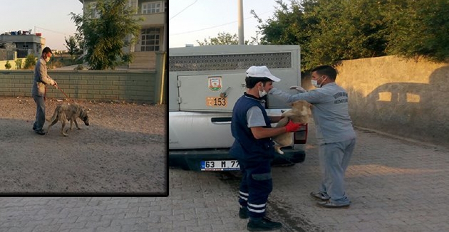 Ceylanpınar’da Sahipsiz Hayvanlar Toplatılıyor