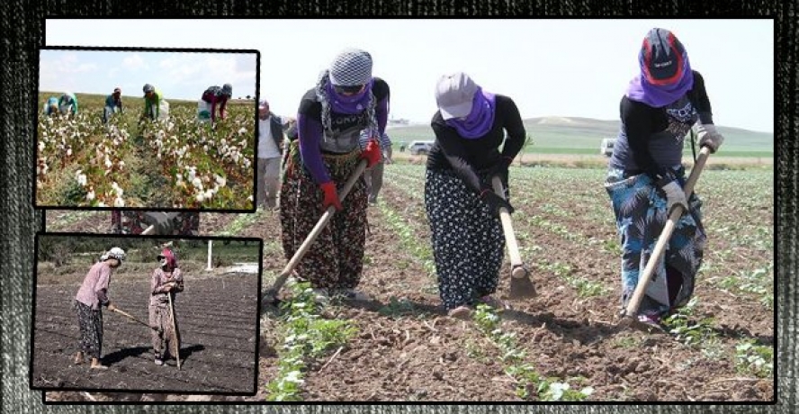 Harran ve Akçakeleli Gençler İş İstiyor