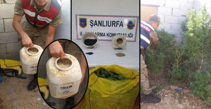 Urfa’da Bonzai operasyonu