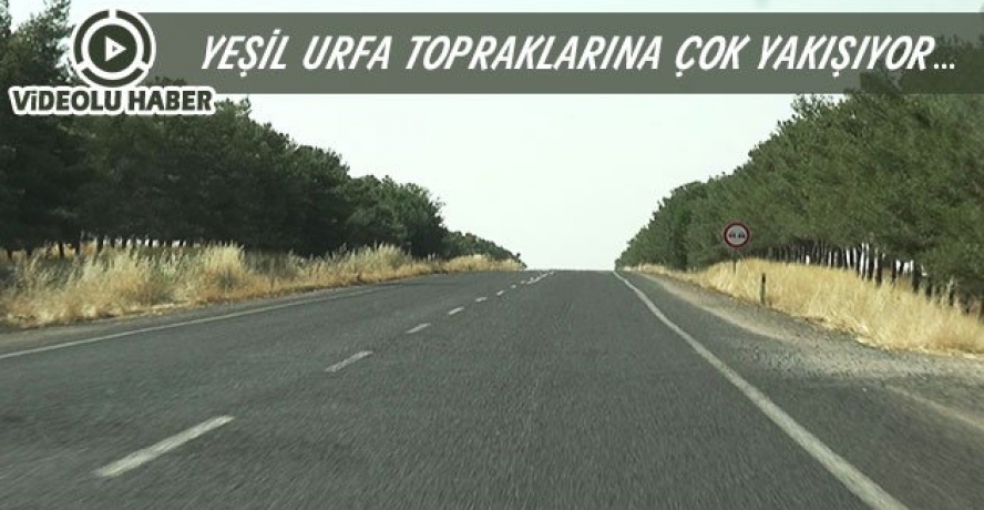 Urfa’nın tek sıralı ormanı