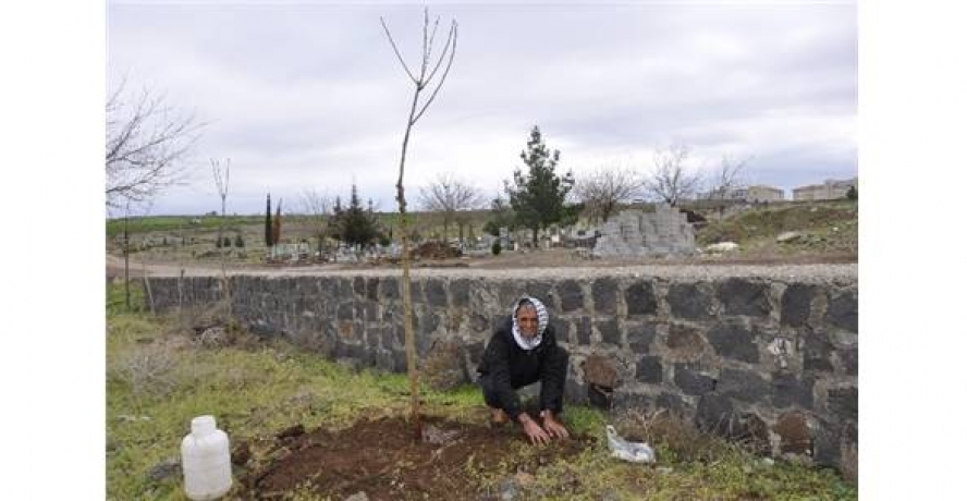 Bir Ağaç Kesen Vatandaşa 30 Ağaç Dikme Cezası Verildi