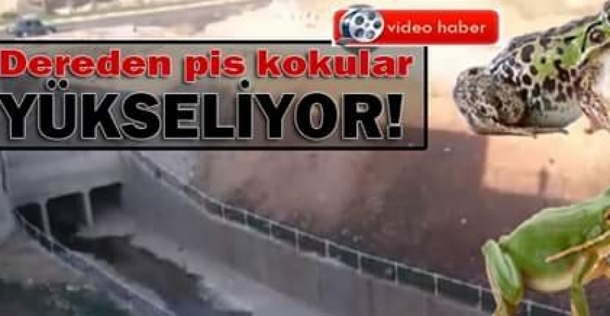 KARAKÖPRÜ`YÜ KURBAĞALAR BASTI