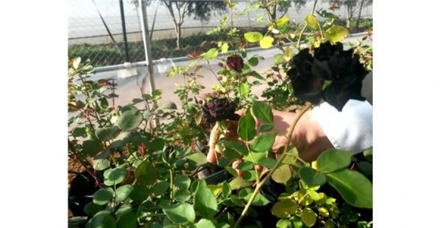 ’Karagül’ Dünya Pazarına Girmeye Hazırlanıyor