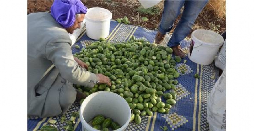 Görüntüsü Karpuza Benzeyen, Salata Tadındaki Şelengo Tezgahlarda Yerini Aldı