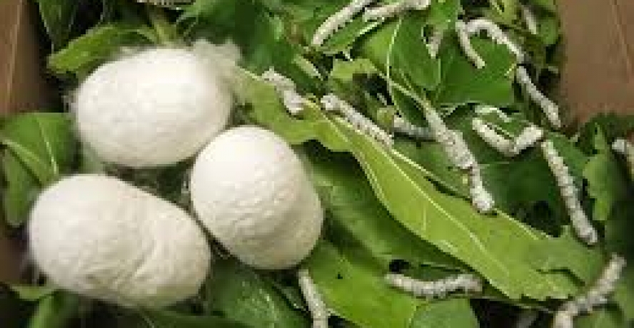 Mevsimlik Göçü Önlemede Son Umut İpekböceği