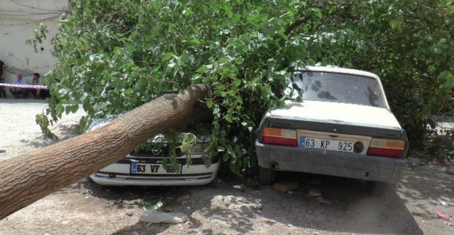 Rüzgarda Sökülen Ağaç Otomobillerin Üzerine Devrildi