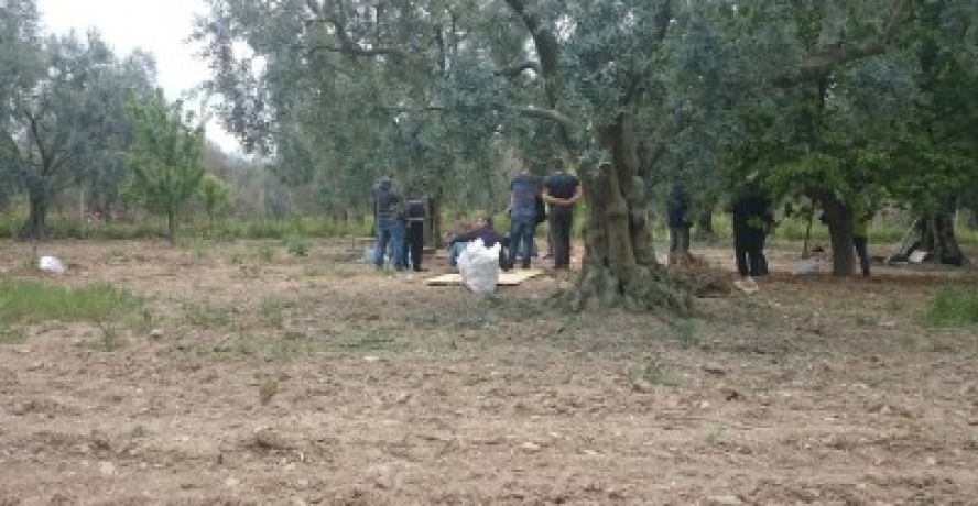 Tarlaya giderken attan düştü