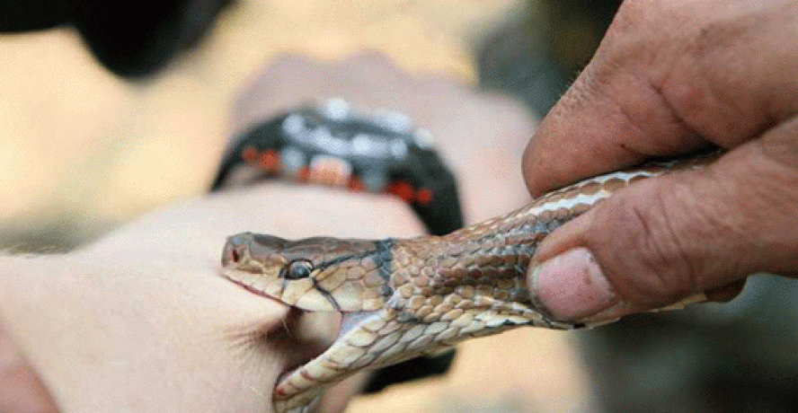 Yılanın soktuğu genç yoğun bakıma alındı
