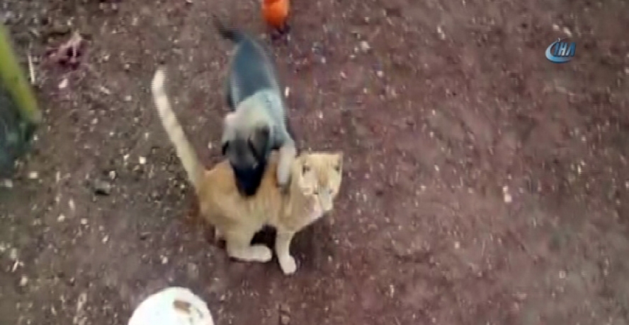 Yavru kedi ile kurt köpeğinin kıskandıran dostluğu