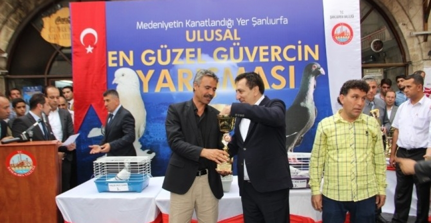 En Güzel Güvercinler Seçildi