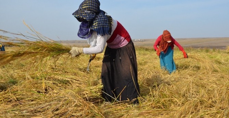 Günlük 30 lira yevmiye ile çeltik hasadı