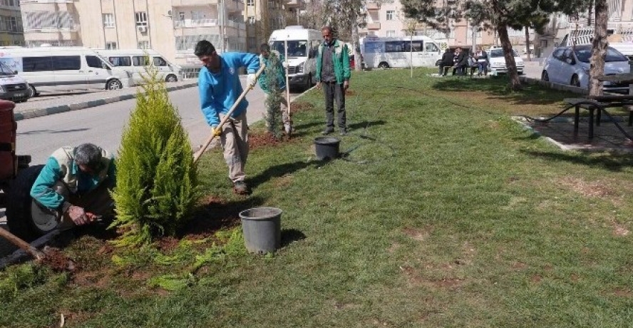 Haliliye Belediyesi Yeşillendirme Çalışmalarını Sürdürüyor