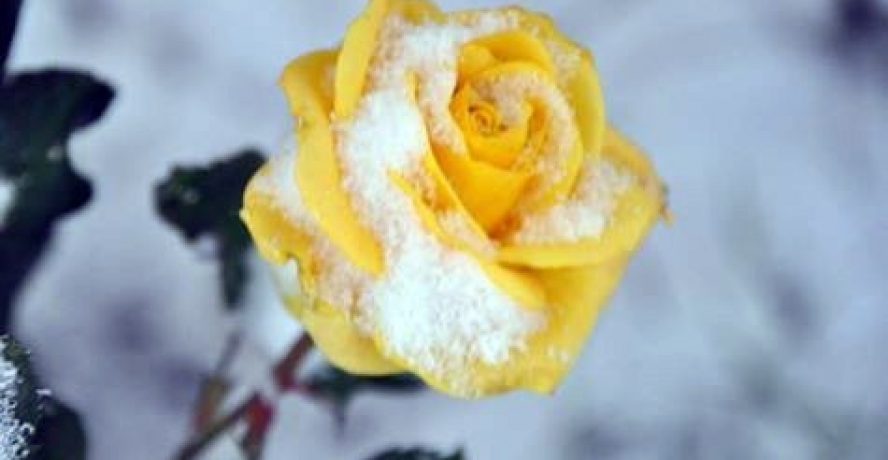 Viranşehir’de Kar Yağışı Başladı